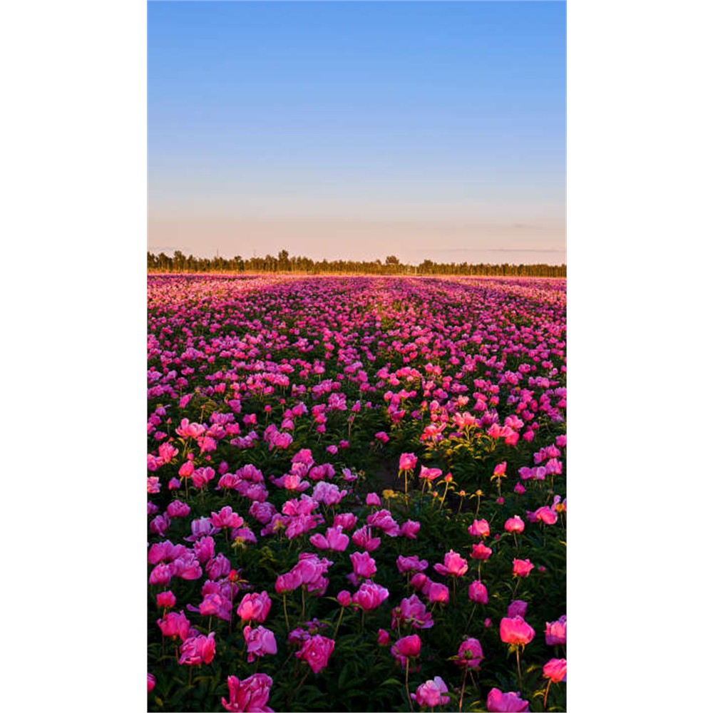 Panneau mural douche VIPANEL - Inspiration nature Pivoines - Finition brillant