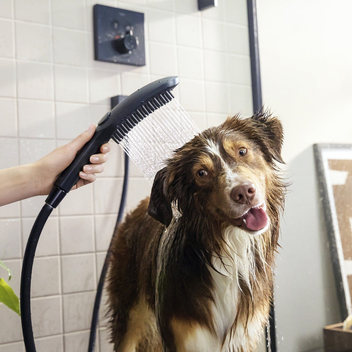 HANSGROHE Douchette pour chien 150 3 jets DogShower 26640670