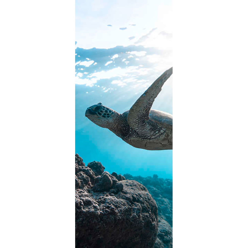 Panneau mural douche VIPANEL - Inspiration nature Tortue - Finition brillant