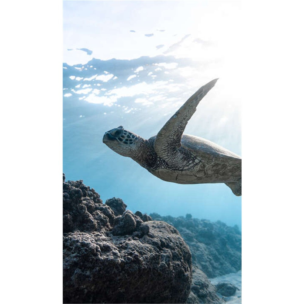 Panneau mural douche VIPANEL - Inspiration nature Tortue - Finition brillant