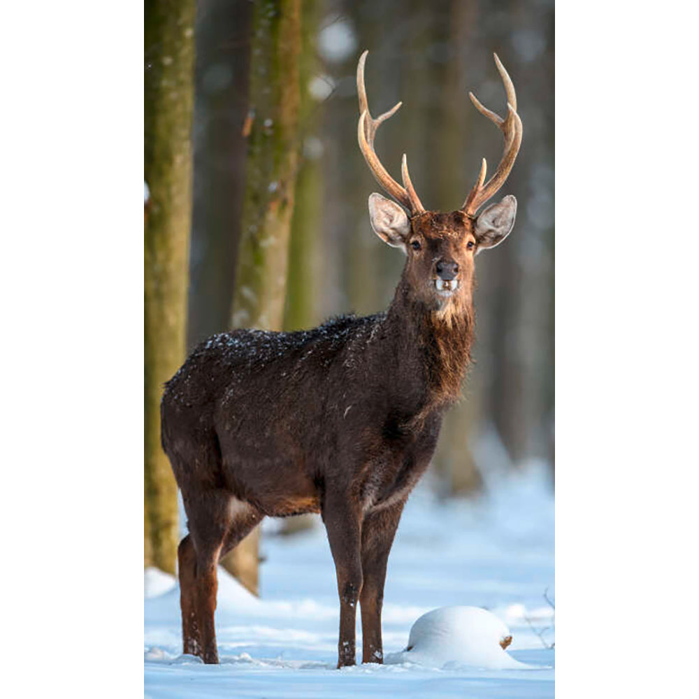 Panneau mural douche VIPANEL - Inspiration nature Cerf sous la neige - Finition brillant