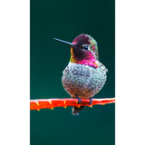 Panneau mural douche VIPANEL - Inspiration nature Colibri - Finition brillant