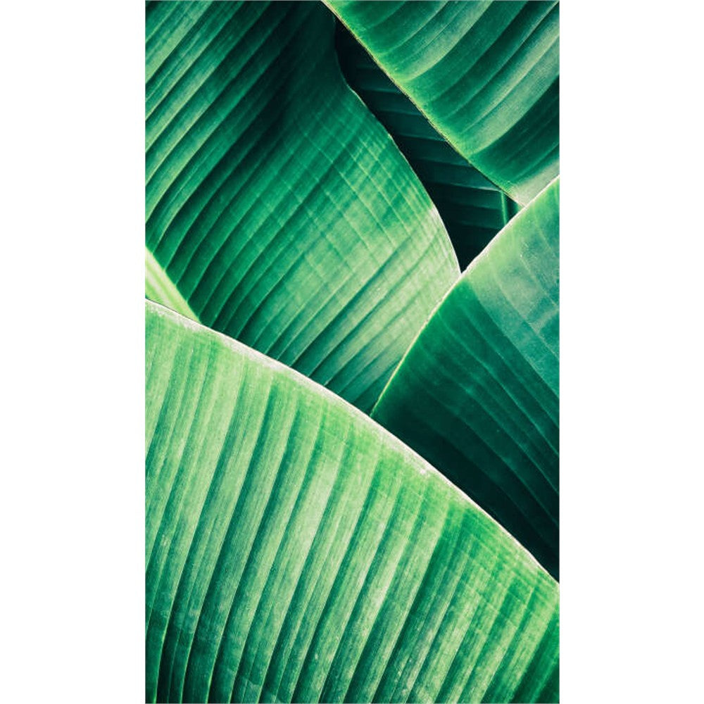 Panneau mural douche VIPANEL - Inspiration nature Feuille tropicale - Finition brillant