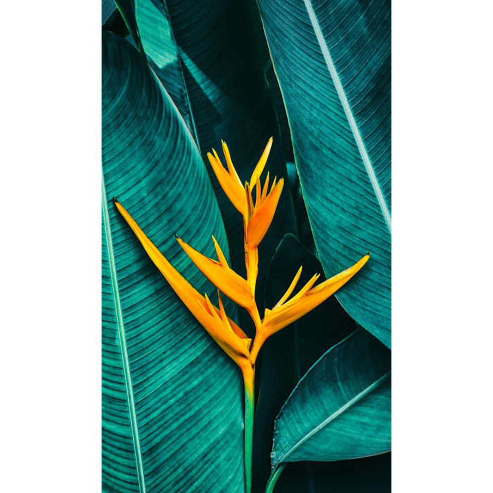 Panneau mural douche VIPANEL - Inspiration nature Heliconia - Finition brillant